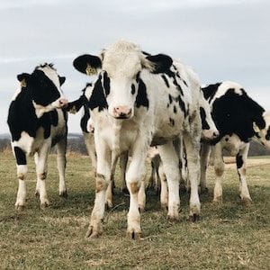 QLD Premier calls on Federal Government to settle its beef with China QLD Premier calls on Federal Government to settle its beef with China